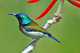 Fork Tailed Sunbird